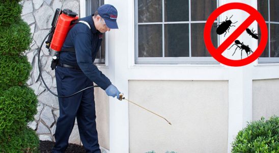 Güce Kene İlaçlama böcek ilaçlama ve haşere kontrolü — ilaclama-tr.com